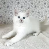 サイベリアン【茨城県・男の子・2025年9月17日・クリームリンクスポイント】の写真4