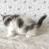 サイベリアン【茨城県・女の子・2025年8月10日・ダイリュートキャリコ】の写真3