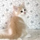 サイベリアン【茨城県・男の子・2025年8月10日・クリームタビー&ホワイト】の写真2