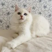 サイベリアン【茨城県・男の子・2026年4月17日・クリーム系/その他】の写真7