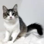 サイベリアン【茨城県・男の子・2025年7月17日・ブラウンタビー&ホワイト】の写真3