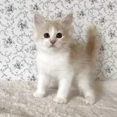 サイベリアン【茨城県・男の子・2025年8月10日・クリームタビー&ホワイト】の写真4