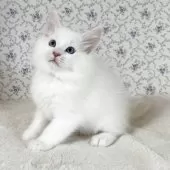 サイベリアン【茨城県・男の子・2025年9月17日・クリームリンクスポイント】の写真2