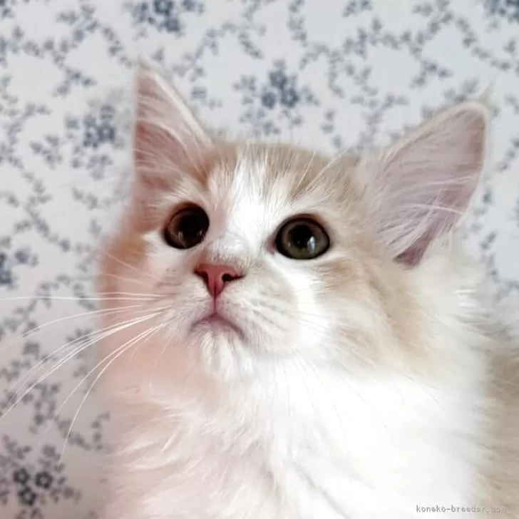 サイベリアン【茨城県・男の子・2025年8月10日・クリームタビー&amp;ホワイト】の写真1