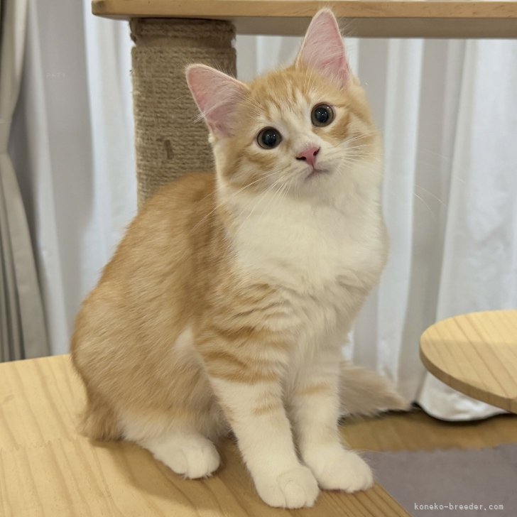 ブリーダー画像