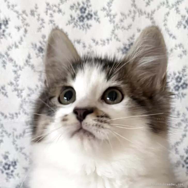 サイベリアン【茨城県・男の子・2025年8月10日・ブラウンタビー&amp;ホワイト】の写真1