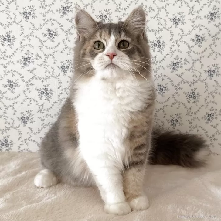 A.S 様のお迎えした子猫