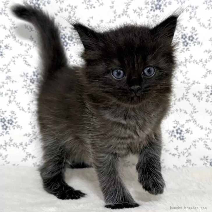 ID：2509-03040の子猫