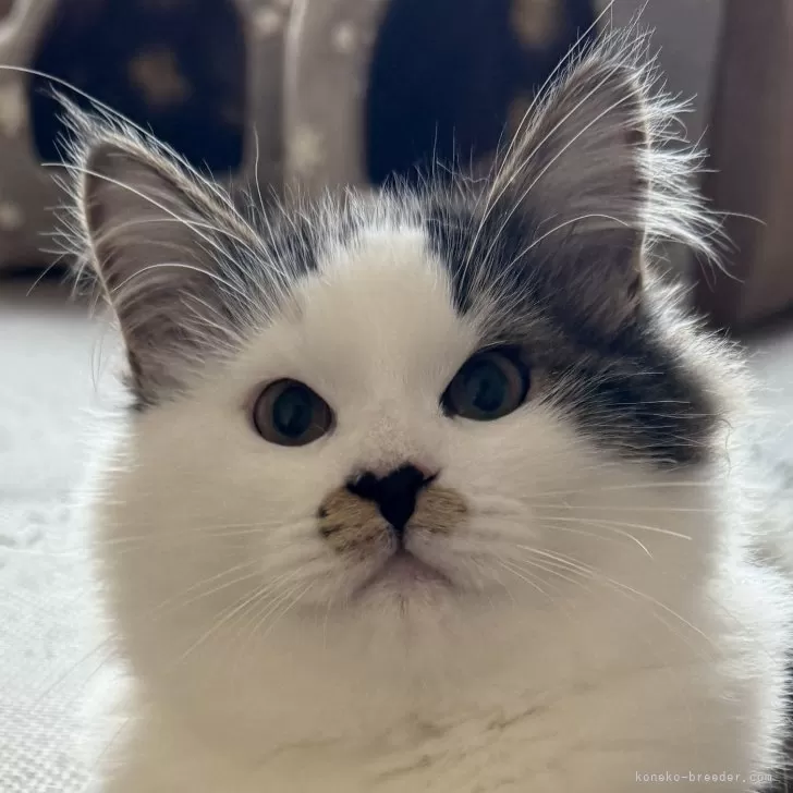 ID：2412-00598の子猫