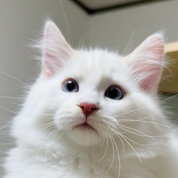 サイベリアン【茨城県・男の子・2025年9月17日・クリームリンクスポイント】の写真「ブルーの瞳でモフモフなイケメンくん」