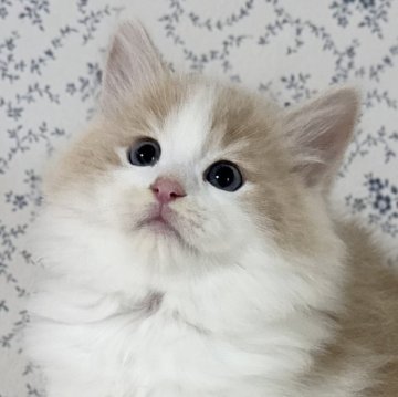 サイベリアン【茨城県・男の子・2025年9月17日・クリームタビー&ホワイト】の写真「モッフモフで可愛い癒し系男子❤️」