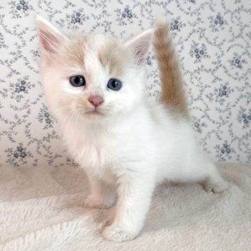 サイベリアン【茨城県・女の子・2025年9月17日・クリームタビー&ホワイト】の写真「かわいい垂れ目の女の子🧡」