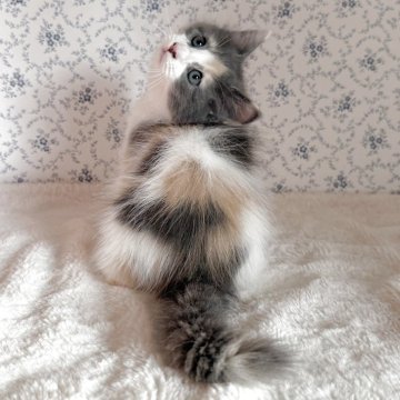 サイベリアン【茨城県・女の子・2025年8月10日・ダイリュートキャリコ】の写真「元気いっぱい可愛い女の♪お写真より淡い毛色です🫧」