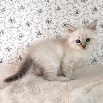 サイベリアン【茨城県・男の子・2025年9月1日・ブルーリンクスポイント(ネヴァマスカレード)】の写真「人懐っこく可愛い男の子です🐾」