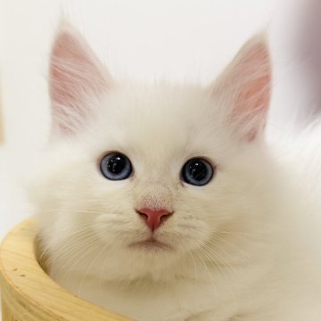 サイベリアン【茨城県・男の子・2025年9月17日・クリームリンクスポイント(ネヴァマスカレード)】の写真「おっとり穏やか ふわふわな男の子☁️」