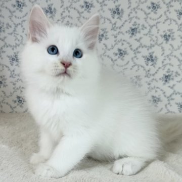 サイベリアン【茨城県・男の子・2025年9月17日・クリームリンクスポイント(ネヴァマスカレード)】の写真「天真爛漫 もふもふ可愛らしい男の子✨」