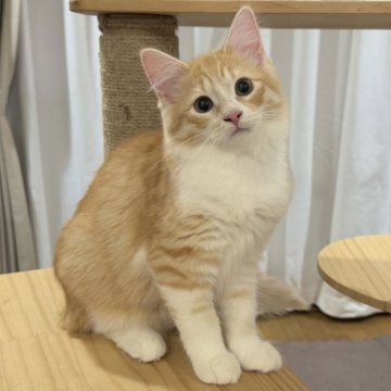 サイベリアン【茨城県・女の子・2025年7月17日・レッドタビー&ホワイト】の写真「元気いっぱい✨すぐにお迎え可能ですよ🐾」