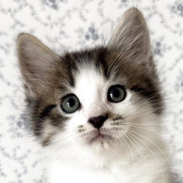 サイベリアン【茨城県・男の子・2025年8月10日・ブラウンタビー&ホワイト】の写真「とても人懐っこく、遊ぼう！と誘ってきます❤️」