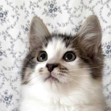 サイベリアン【茨城県・男の子・2025年8月10日・ブラウンタビー&ホワイト】の写真「とっても人懐っこく好奇心旺盛な愛されキャラ」