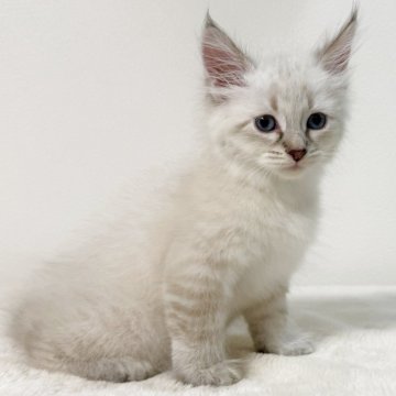 サイベリアン【茨城県・男の子・2025年9月1日・ブルーリンクスポイント(ネヴァマスカレード)】の写真「とーっても 穏やかな男の子」