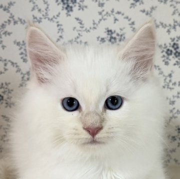 サイベリアン【茨城県・男の子・2025年9月17日・クリームリンクスポイント(ネヴァマスカレード)】の写真「おっとり穏やか ふわふわな男の子☁️」