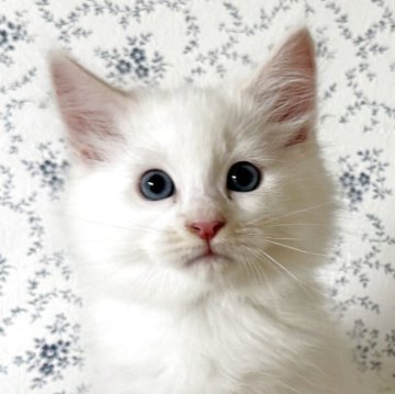 サイベリアン【茨城県・男の子・2025年9月17日・クリームリンクスポイント(ネヴァマスカレード)】の写真「天真爛漫 可愛らしい男の子✨」