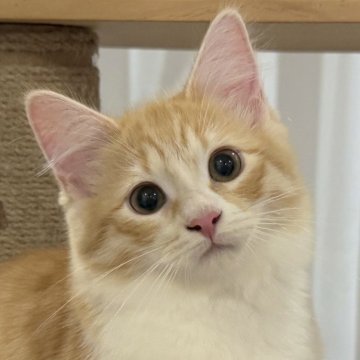 サイベリアン【茨城県・女の子・2025年7月17日・レッドタビー&ホワイト】の写真「元気いっぱい✨すぐにお迎え可能ですよ🐾」