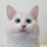 サイベリアン【茨城県・男の子・2024年10月12日・クリームリンクスポイント】の写真1「ディズニーに出てきそうな可愛いお顔です」