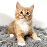 サイベリアン【茨城県・女の子・2025年7月17日・レッドタビー&ホワイト】の写真2