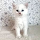 サイベリアン【茨城県・男の子・2025年9月17日・クリームリンクスポイント】の写真8