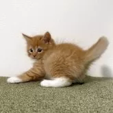 サイベリアン【茨城県・女の子・2025年7月17日・レッドタビー&ホワイト】の写真8