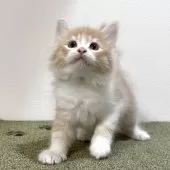 サイベリアン【茨城県・女の子・2025年7月17日・レッドタビー&ホワイト】の写真3