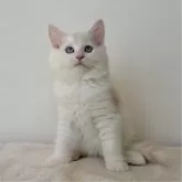 サイベリアン【茨城県・男の子・2024年10月12日・クリームリンクスポイント】の写真4