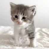 サイベリアン【茨城県・女の子・2025年12月5日・ブルークリーム】の写真7