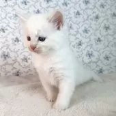 サイベリアン【茨城県・男の子・2025年9月17日・クリームリンクスポイント(ネヴァマスカレード)】の写真4