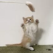 サイベリアン【茨城県・女の子・2025年7月17日・レッドタビー&ホワイト】の写真4