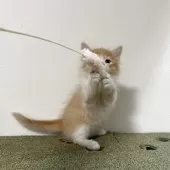 サイベリアン【茨城県・女の子・2025年7月17日・レッドタビー&ホワイト】の写真5