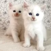 サイベリアン【茨城県・男の子・2025年9月17日・クリームリンクスポイント(ネヴァマスカレード)】の写真5