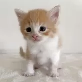 サイベリアン【茨城県・女の子・2025年7月17日・レッドタビー&ホワイト】の写真9