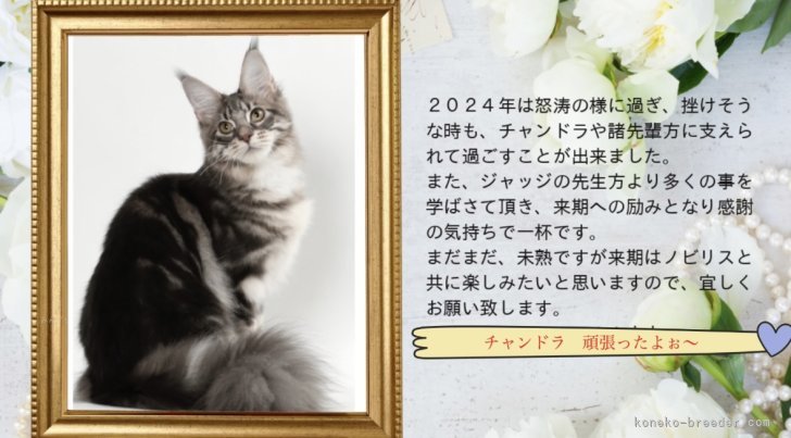 山本悦子ブリーダーのブログ：Babyが楽しみなパパ猫・ママ猫💕