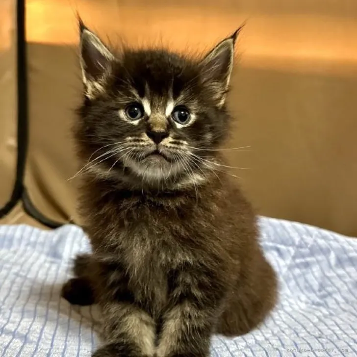 ID：2308-00811の子猫