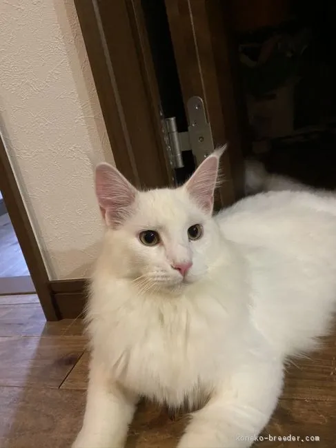 みなへい 様のお迎えした子猫