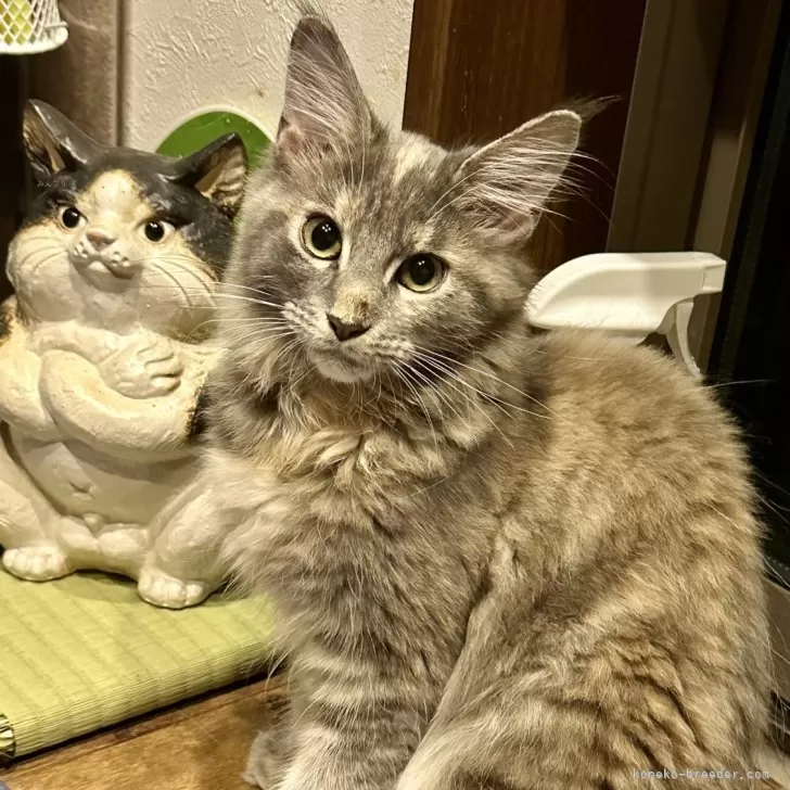 ID：2410-01167の子猫