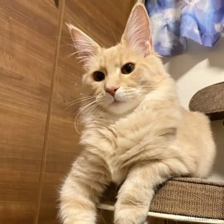 ID：2210-03026の子猫