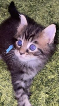 メインクーン【熊本県・男の子・2021年4月15日・ブラウンタビー】の写真「好奇心旺盛な、とってもキュートな男の子です」