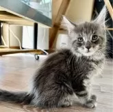 メインクーン【熊本県・女の子・2024年3月7日・ブルークラッシックタビー】の写真1「１週間ごとに愛らしく✨」