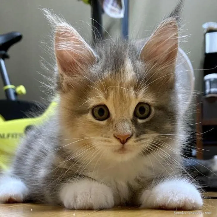 ID:2209-02023の子猫
