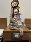メインクーン【・男の子・2023年4月11日・ブルークラシックタビー】「子猫の時です🤭」