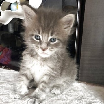 メインクーン【熊本県・男の子・2025年4月25日・ブルークラシックタビー】の写真「人懐こい、なかなかのイケにゃんです✨」