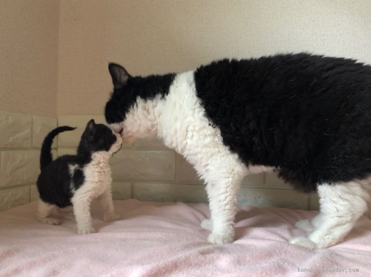 仔猫ちゃんの子育ては、家族全員参加で｜紺野　さとみ(こんの　さとみ)ブリーダー(福島県・セルカークレックス・TICA/ＴＩＣＡ傘下国内キャットクラブ登録)の紹介写真1